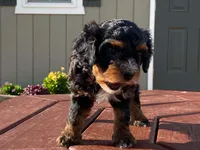 Teddy, a male Cavapoo for sale in Fennimore, WI – 5 of 10