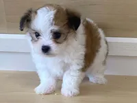 Panzy, a female Morkie for sale in Fennimore, WI – 2 of 10