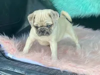 Scotchy, a female Pug for sale in Fennimore, WI – 10 of 10