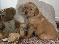 Bonnie, a female Golden Retriever for sale in Fennimore, WI – Photo 7 of 10