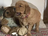 Bonnie, a female Golden Retriever for sale in Fennimore, WI – Photo 10 of 10