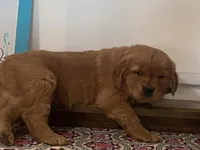 Bonnie, a female Golden Retriever for sale in Fennimore, WI – Photo 4 of 10