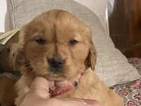 Bonnie, a female Golden Retriever for sale in Fennimore, WI – Photo 1 of 10