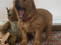 Bonnie, a female Golden Retriever for sale in Fennimore, WI – Photo 2 of 10