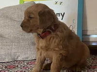 Bonnie, a female Golden Retriever for sale in Fennimore, WI – Photo 9 of 10