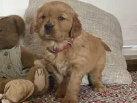 Bonnie, a female Golden Retriever for sale in Fennimore, WI – Photo 8 of 10