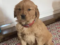 Bonnie, a female Golden Retriever for sale in Fennimore, WI – Photo 5 of 10