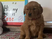 Bonnie, a female Golden Retriever for sale in Fennimore, WI – Photo 6 of 10