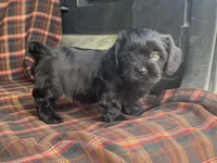 King, a male Cavalier King Charles Spaniel and Shih Tzu for sale in Fennimore, WI – 5 of 10