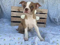 Dottie, a female Boston Terrier and Fox Terrier for sale in Fennimore, WI – 6 of 7