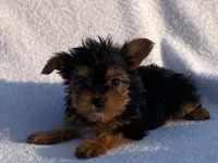 Lady, a female Yorkshire Terrier for sale in Fennimore, WI – 7 of 10