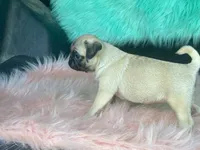 Cha Cha, a female Pug for sale in Fennimore, WI – 3 of 7