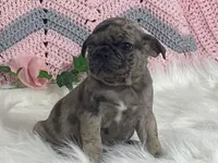 Vince, a male Pug for sale in Fennimore, WI – Photo 7 of 7