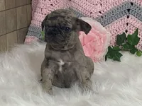 Vince, a male Pug for sale in Fennimore, WI – Photo 4 of 7