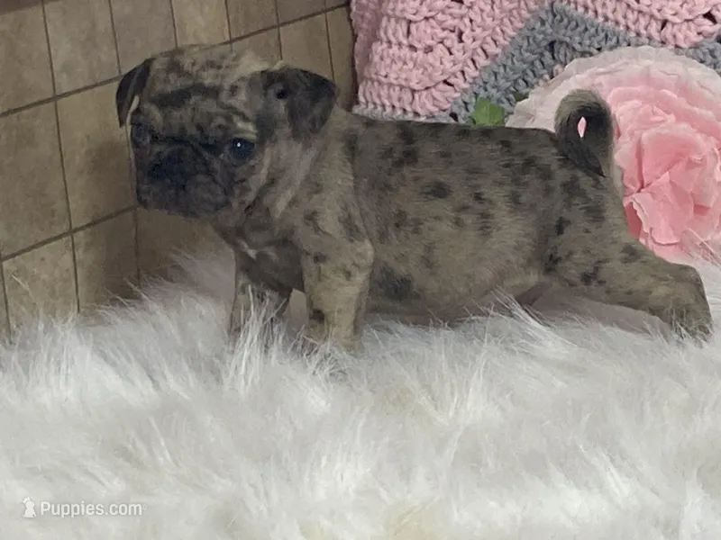 Vince, a male Pug for sale in Fennimore, WI – Photo 1 of 7
