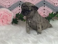 Vince, a male Pug for sale in Fennimore, WI – Photo 5 of 7