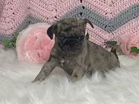 Vince, a male Pug for sale in Fennimore, WI – Photo 2 of 7