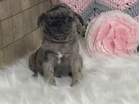 Vince, a male Pug for sale in Fennimore, WI – Photo 6 of 7