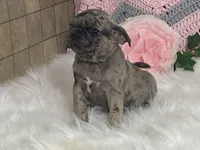 Vince, a male Pug for sale in Fennimore, WI – Photo 3 of 7