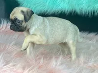 Tiny, a female Pug for sale in Fennimore, WI – 10 of 10