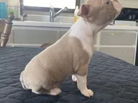 Winnie, a female Boston Terrier for sale in Fennimore, WI – Photo 8 of 9