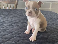 Winnie, a female Boston Terrier for sale in Fennimore, WI – Photo 7 of 9