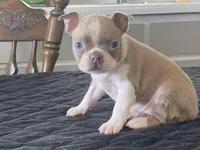 Winnie, a female Boston Terrier for sale in Fennimore, WI – Photo 5 of 9