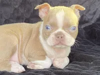 Winnie, a female Boston Terrier for sale in Fennimore, WI – Photo 1 of 9