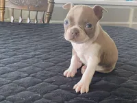 Winnie, a female Boston Terrier for sale in Fennimore, WI – Photo 6 of 9