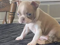 Winnie, a female Boston Terrier for sale in Fennimore, WI – Photo 9 of 9