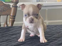 Winnie, a female Boston Terrier for sale in Fennimore, WI – Photo 2 of 9