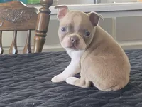 Winnie, a female Boston Terrier for sale in Fennimore, WI – Photo 4 of 9