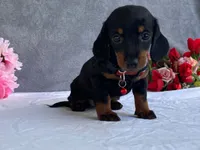 May, a female Dachshund for sale in Fennimore, WI – 6 of 9