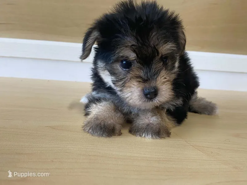 Puffy – Morkie puppy for sale in Fennimore, WI