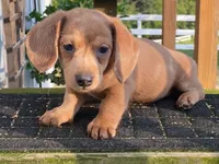 Jed, a male Dachshund for sale in Fennimore, WI – 4 of 10