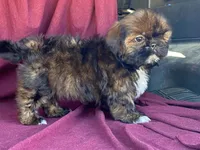 Ribbins, a female Shih Tzu for sale in Fennimore, WI – 5 of 10