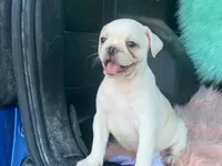 Snowball, a male French Bulldog and Pug for sale in Fennimore, WI – 3 of 10