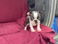 Lucy, a female Boston Terrier for sale in Fennimore, WI – 1 of 8