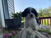 poppy, a male Cavapoo for sale in Fennimore, WI – 4 of 10
