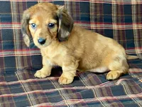 Mini, a female Dachshund for sale in Fennimore, WI – 9 of 9