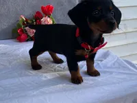 June, a female Dachshund for sale in Fennimore, WI – 5 of 9