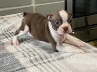 Rosie, a female Boston Terrier for sale in Fennimore, WI – 3 of 10