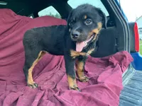 Taffy, a female Rottweiler for sale in Fennimore, WI – 3 of 9