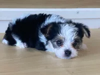 Princess, a female Morkie for sale in Fennimore, WI – 7 of 10