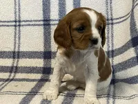 Aspen, a female Cavapoo for sale in Fennimore, WI – Photo 8 of 10