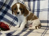 Aspen, a female Cavapoo for sale in Fennimore, WI – Photo 10 of 10