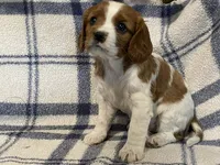 Aspen, a female Cavapoo for sale in Fennimore, WI – Photo 3 of 10