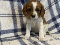 Aspen, a female Cavapoo for sale in Fennimore, WI – Photo 4 of 10