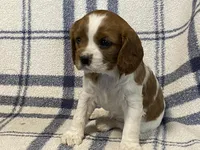 Aspen, a female Cavapoo for sale in Fennimore, WI – Photo 9 of 10