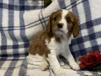 Aspen, a female Cavapoo for sale in Fennimore, WI – Photo 2 of 10